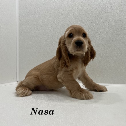 puppy, for, sale, Cocker Spaniel, Joe & Cherri  Overlease, dog, breeder, Miller, MO, dog-breeder, puppy-for-sale, forsale, nearby, find, puppyfind, locator, puppylocator, aca